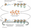 Figure 12-37. Free and membrane-bound ribosomes.