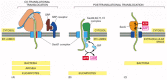 Figure 12-45. Three ways in which protein translocation can be driven through structurally similar translocators.