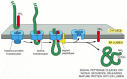 Figure 12-46. A model for how a soluble protein is translocated across the ER membrane.