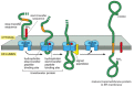 Figure 12-47. How a single-pass transmembrane protein with a cleaved ER signal sequence is integrated into the ER membrane.