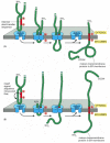 Figure 12-48. Integration of a single-pass membrane protein with an internal signal sequence into the ER membrane.