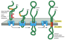 Figure 12-49. Integration of a double-pass membrane protein with an internal signal sequence into the ER membrane.