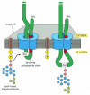 Figure 12-52. Protein glycosylation in the rough ER.