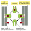 Figure 12-60. Phospholipid exchange proteins.