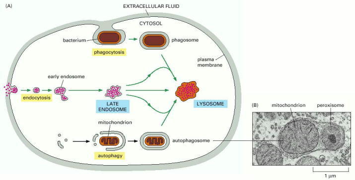 Figure 13-35. Three pathways to degradation in lysosomes.