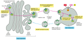 Figure 13-37. The transport of newly synthesized lysosomal hydrolases to lysosomes.