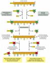 Figure 5-11. An explanation for the 5′-to-3′ direction of DNA chain growth.