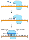 Figure 5-12. RNA primer synthesis.