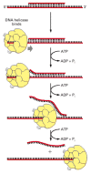 Figure 5-15. An assay used to test for DNA helicase enzymes.