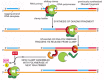 Figure 5-20. A cycle of loading and unloading of DNA polymerase and the clamp protein on the lagging strand.