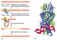 Figure 5-23. A model for strand-directed mismatch repair in eucaryotes.