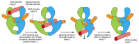 Figure 5-26. A model for topoisomerase II action.