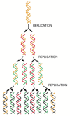 Figure 5-5. The semiconservative nature of DNA replication.
