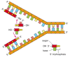 Figure 5-7. An incorrect model for DNA replication.