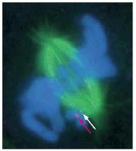 Figure 17-27. Mad2 protein on unattached kinetochores.