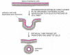 Figure 19-10. The folding of an epithelial sheet to form an epithelial tube.