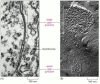 Figure 19-16. Gap junctions as seen in the electron microscope.