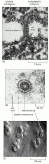 Figure 19-21. Various views of plasmodesmata.