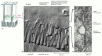 Figure 19-4. The structure of a tight junction between epithelial cells of the small intestine.