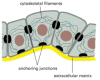 Figure 19-7. Anchoring junctions in an epithelium.