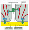 Figure 19-8. The construction of an anchoring junction from two classes of proteins.