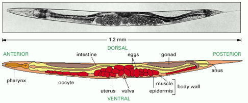 Caenorhabditis Elegans: Development from the Perspective of the ...