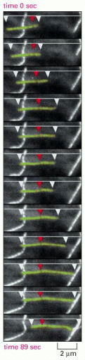 Figure 16-10. Treadmilling behavior of a microtubule, as observed in a living cell.