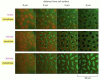 Figure 16-13. The rapid changes in cytoskeletal organization observed during the development of a Drosophila early embryo.