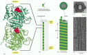 Figure 16-6. The structure of a microtubule and its subunit.