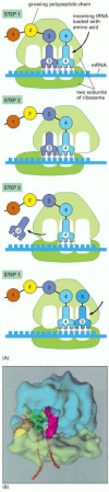 Figure 1-10. A ribosome at work.