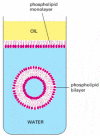 Figure 1-12. Formation of a membrane by amphipathic phospholipid molecules.