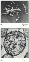 Figure 1-14. (A) Scanning electron micrograph showing the irregular shape of this small bacterium, reflecting the lack of any rigid wall.