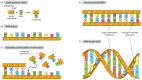 Figure 1-2. DNA and its building blocks.