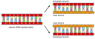 Figure 1-3. The duplication of genetic information by DNA replication.