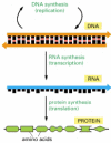 Figure 1-4. From DNA to protein.