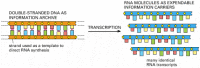 Figure 1-5. How genetic information is broadcast for use inside the cell.