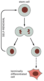 Figure 22-4. The definition of a stem cell.