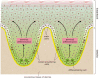 Figure 22-6. The distribution of stem cells in human epidermis, and the pattern of epidermal cell production.