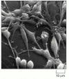 Figure 17-10. Mammalian cells proliferating in culture.