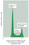 Figure 17-12. Analysis of DNA content with a flow cytometer.