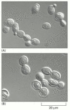 Figure 17-6. The morphology of budding yeast cells arrested by a cdc mutation.