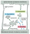 Figure 13-45. Possible fates for transmembrane receptor proteins that have been endocytosed.