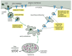 Figure 13-46. The receptor-mediated endocytosis of LDL.