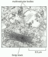 Figure 13-48. Electron micrograph of a multivesicular body in a plant cell.