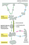 Figure 13-49. The endocytic pathway from the plasma membrane to lysosomes.