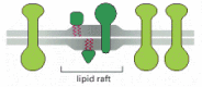 Figure 10-13. A lipid raft.