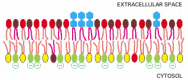 Figure 10-14. The asymmetrical distribution of phospholipids and glycolipids in the lipid bilayer of human red blood cells.