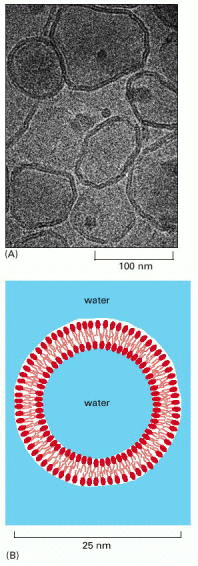 Figure 10-6. (A) An electron micrograph of unfixed, unstained phospholipid vesicles—liposomes—in water rapidly frozen to liquid nitrogen temperature.
