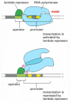 Figure 7-37. Some bacterial gene regulatory proteins can act as both a transcriptional activator and a repressor, depending on the precise placement of its binding sites in DNA.