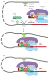 Figure 7-43. Activation of transcription initiation in eucaryotes by recruitment of the eucaryotic RNA polymerase II holoenzyme complex.